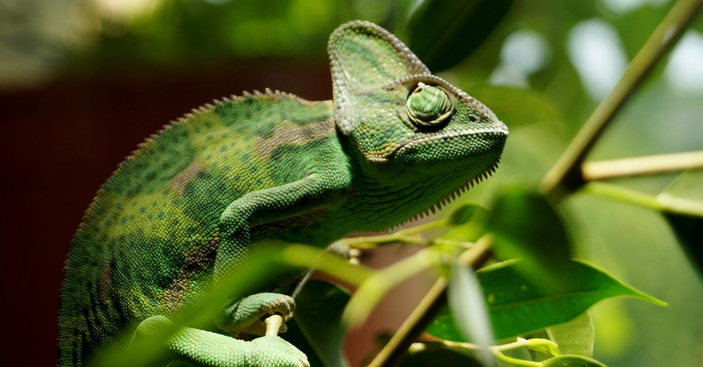 Zookoutek živě: chameleon